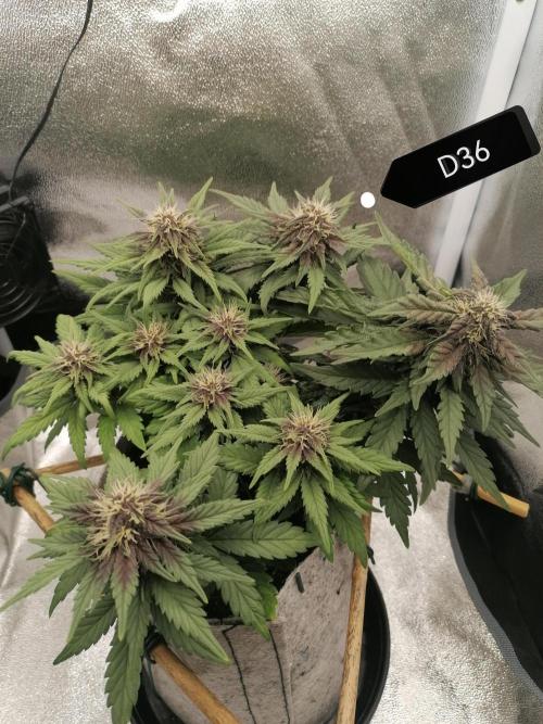 Auto Red Tropicana Cookies Micro Grow. Week 6