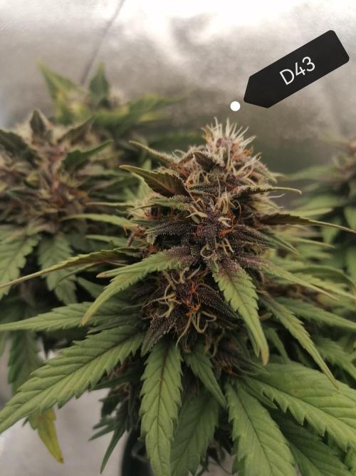 Auto Red Tropicana Cookies Micro Grow. Week 7