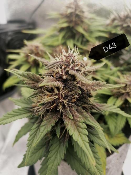 Auto Red Tropicana Cookies Micro Grow. Week 7