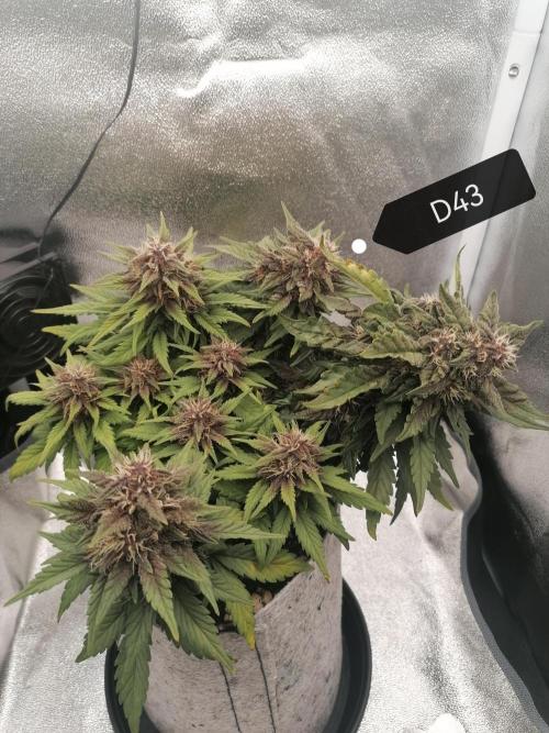 Auto Red Tropicana Cookies Micro Grow. Week 7