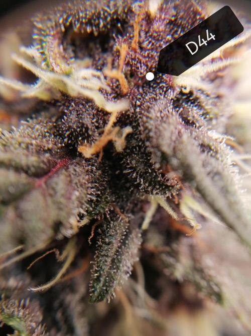Auto Red Tropicana Cookies Micro Grow. Week 7