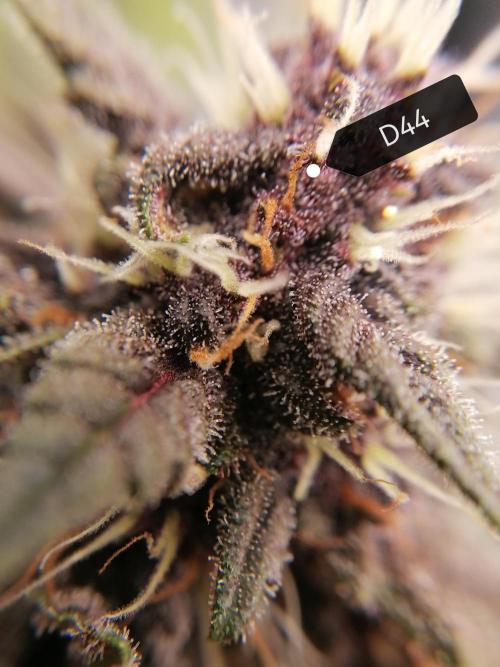 Auto Red Tropicana Cookies Micro Grow. Week 7