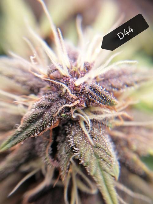 Auto Red Tropicana Cookies Micro Grow. Week 7