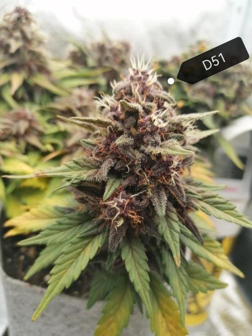 Auto Red Tropicana Cookies Micro Grow. Week 8