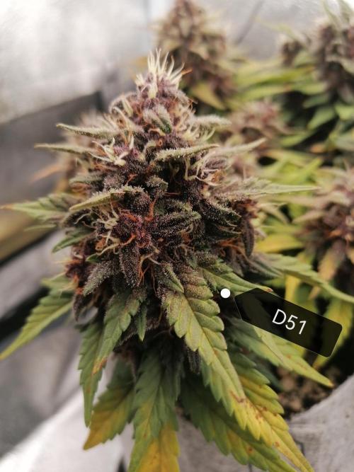 Auto Red Tropicana Cookies Micro Grow. Week 8