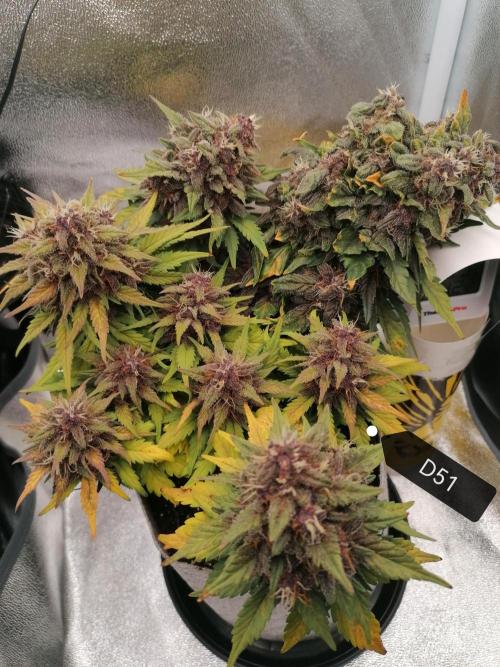 Auto Red Tropicana Cookies Micro Grow. Week 8
