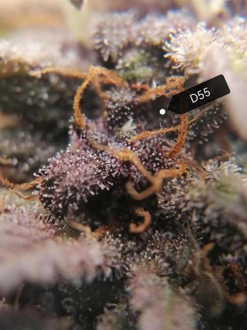 Auto Red Tropicana Cookies Micro Grow. Week 9