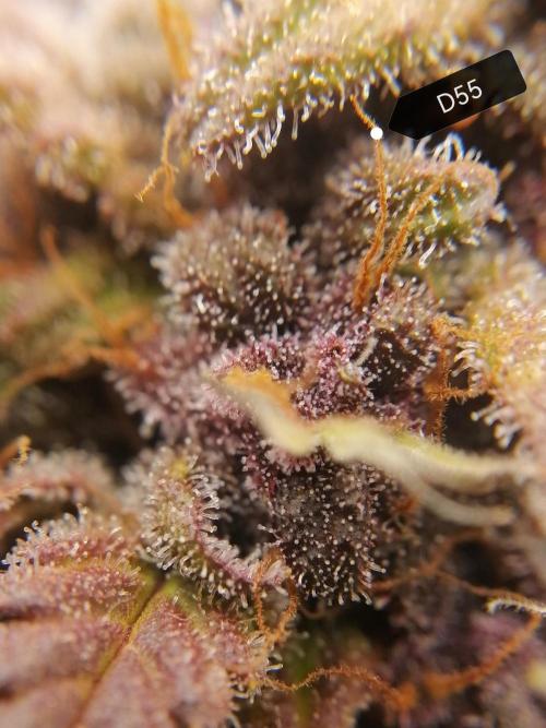 Auto Red Tropicana Cookies Micro Grow. Week 9