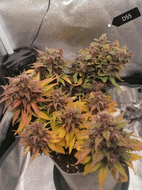 Auto Red Tropicana Cookies Micro Grow. Week 9