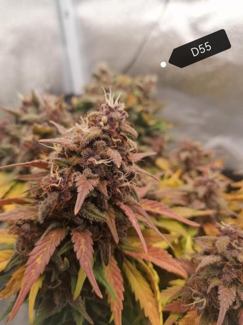 Auto Red Tropicana Cookies Micro Grow. Week 9