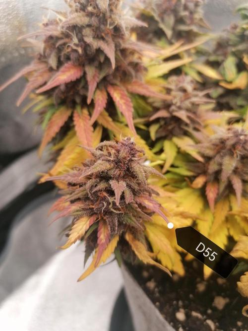 Auto Red Tropicana Cookies Micro Grow. Week 9