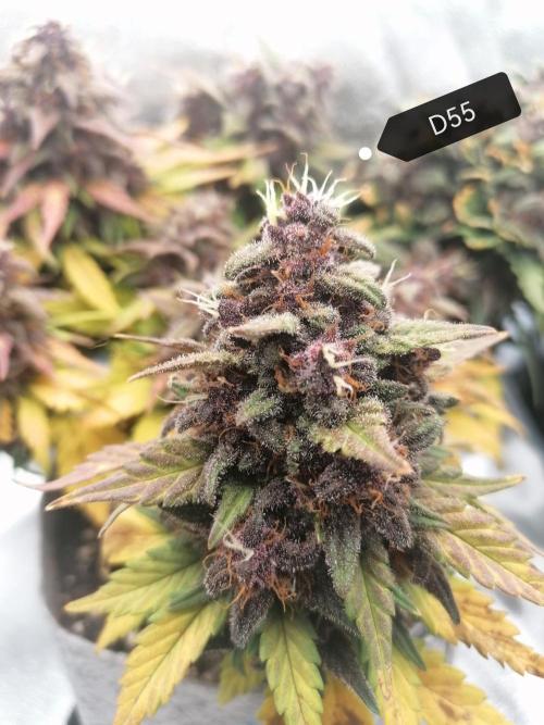 Auto Red Tropicana Cookies Micro Grow. Week 9
