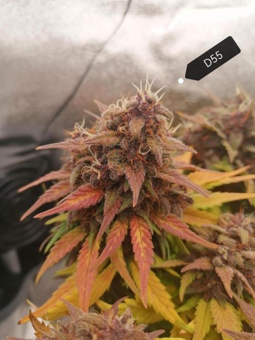 Auto Red Tropicana Cookies Micro Grow. Week 9