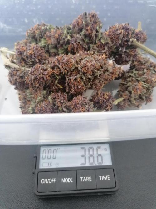 Auto Red Tropicana Cookies Micro Grow. Week 10
