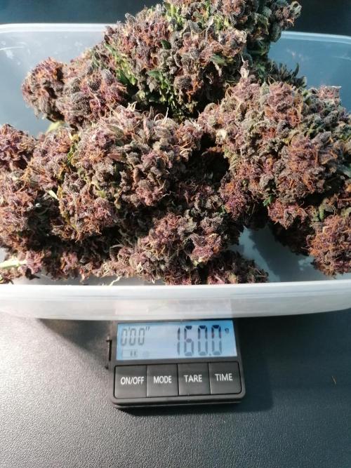 Auto Red Tropicana Cookies Micro Grow. Week 10
