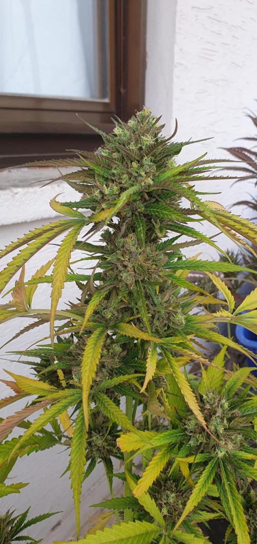 lemon kix. Week 12 - lemon kix