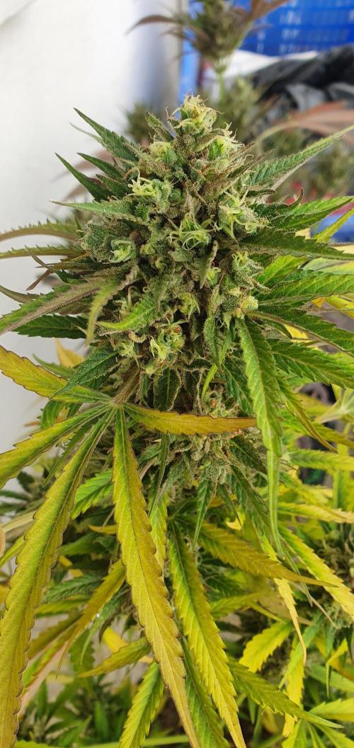 lemon kix. Week 12 - lemon kix