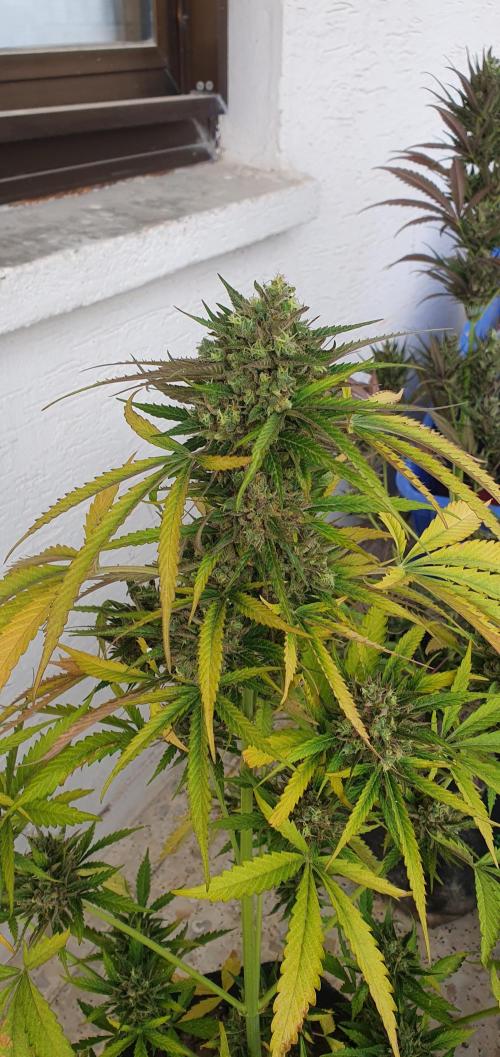 lemon kix. Week 12 - lemon kix