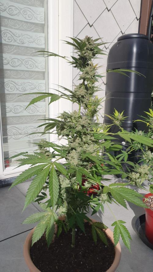 amnesia haze. Week 11