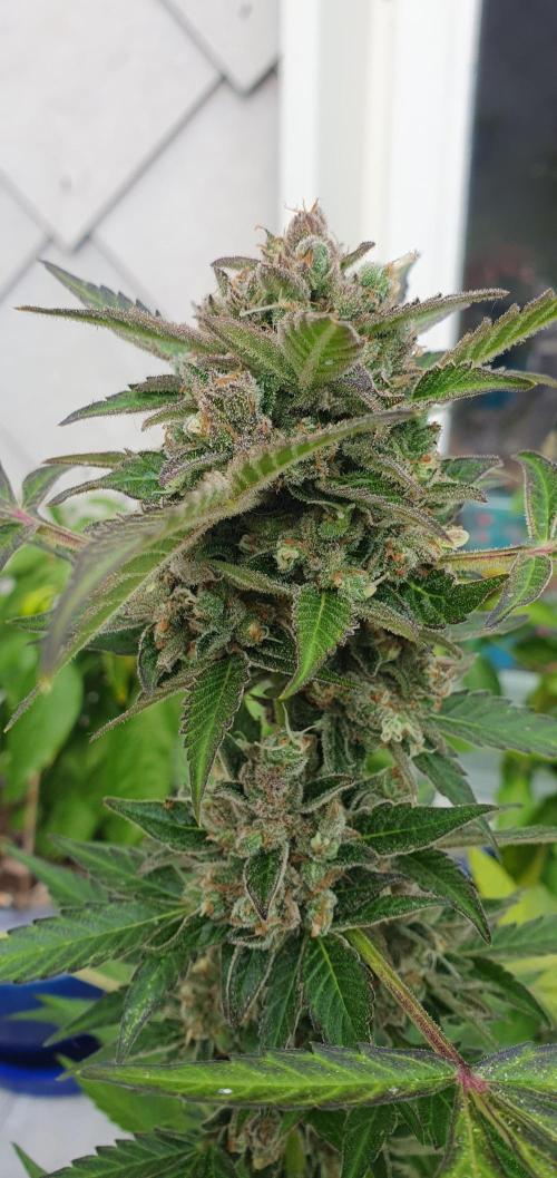 amnesia haze. Week 11