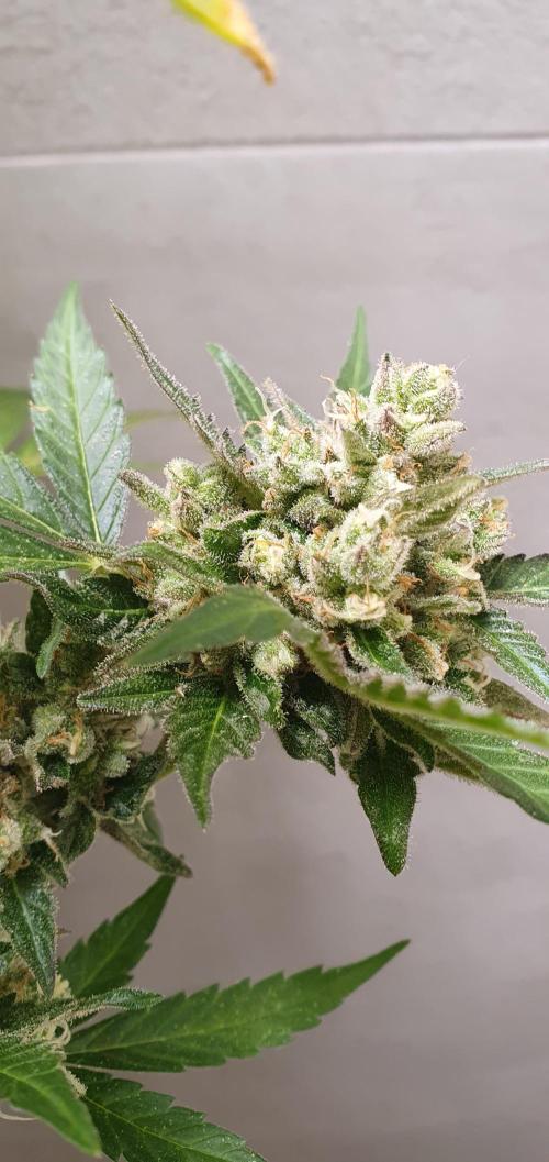 amnesia haze. Week 11