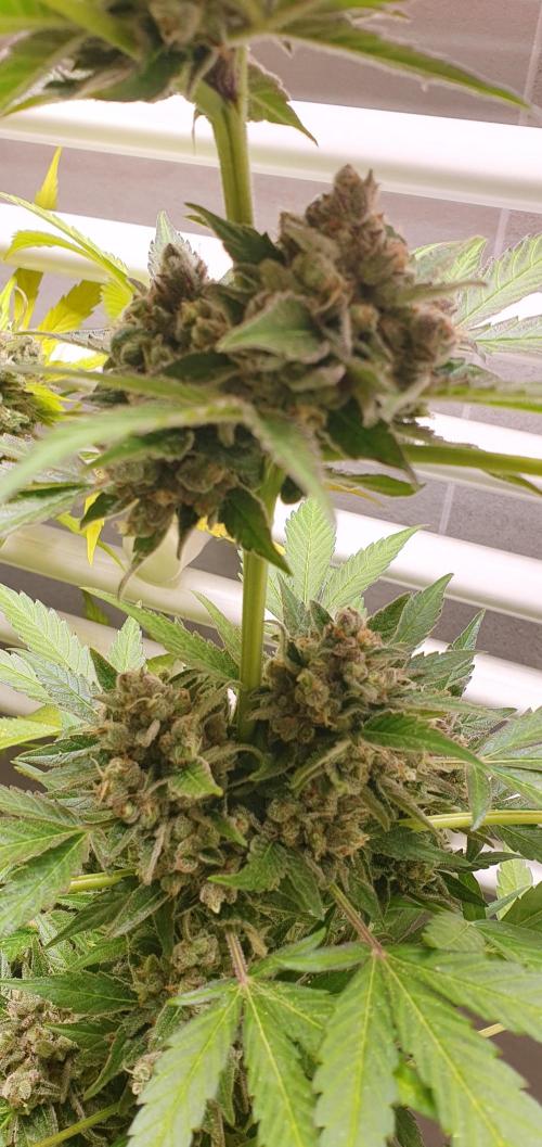 amnesia haze. Week 11