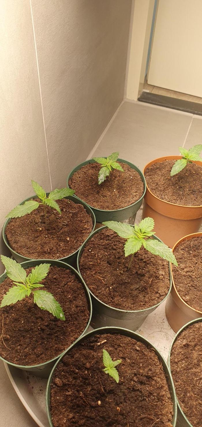 auto mix mikro grow. Week 0 - mikro grow 