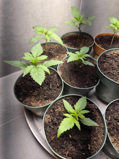 auto mix mikro grow. Week 2