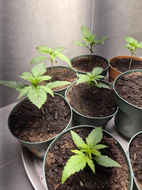 auto mix mikro grow. Week 2