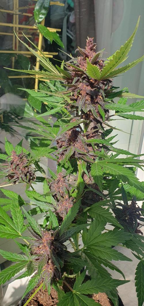 blackberry cbd auto. Week 12