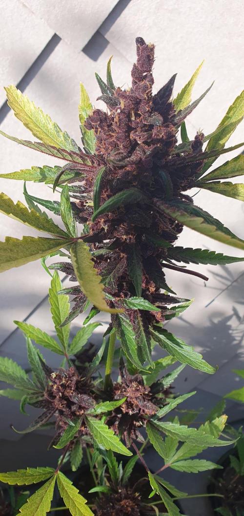 blackberry cbd auto. Week 12