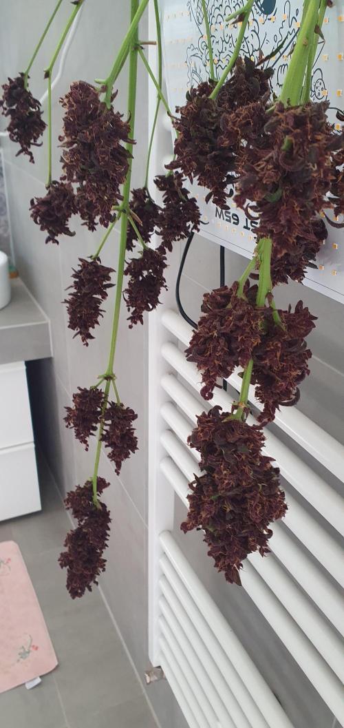 blackberry cbd auto. Week 12