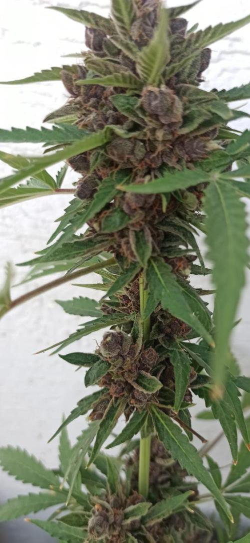 blackberry cbd auto. Week 12