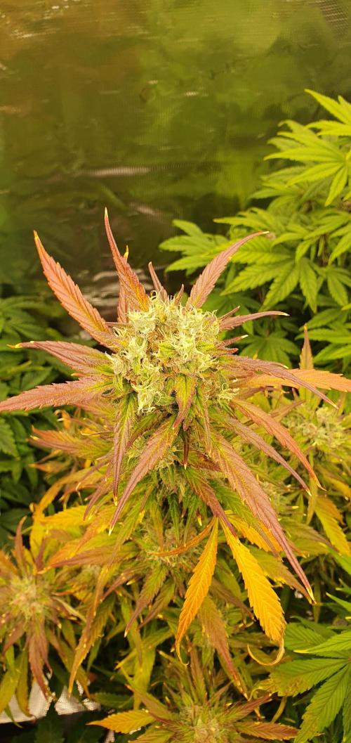 blackberry cbd auto. Week 12 - blackberry kush 
