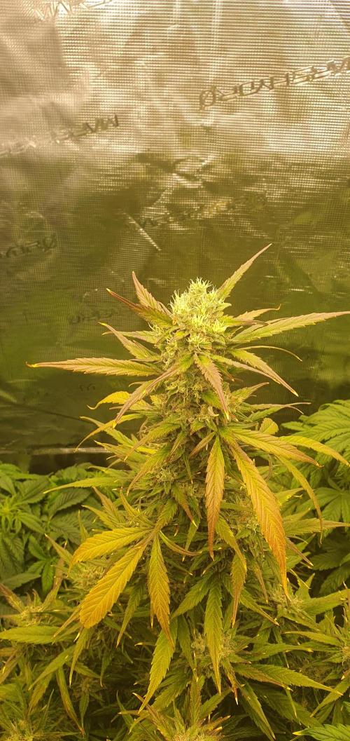 blackberry cbd auto. Week 12 - blackberry kush 