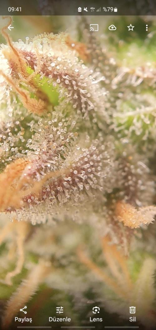 blackberry cbd auto. Week 12 - blackberry kush 