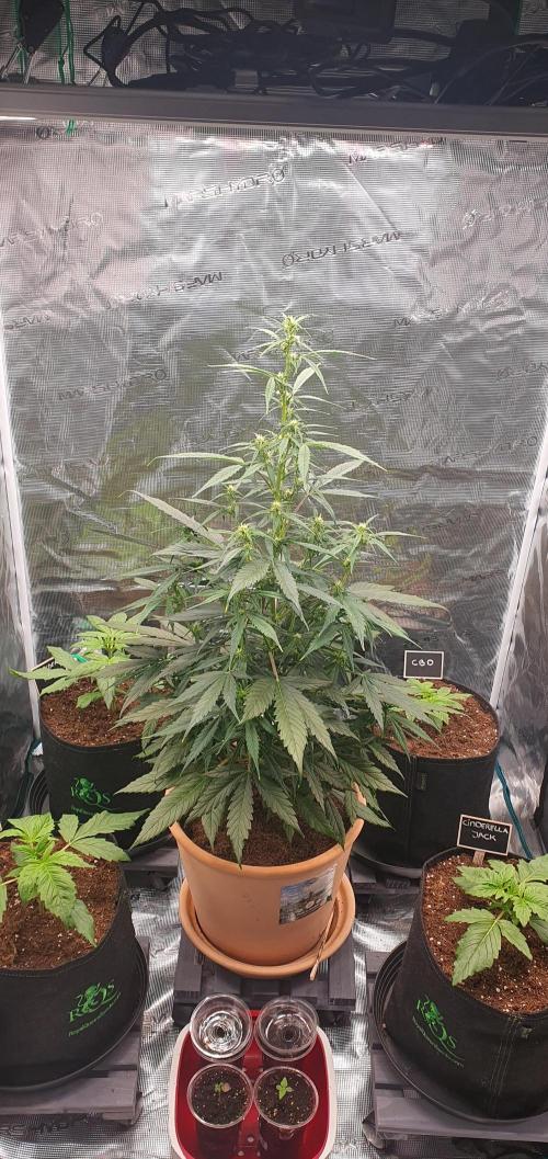 blackberry cbd auto. Week 12 - blackberry kush 