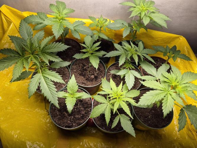 auto mix mikro grow. Week 3 - royal queen seeds mikro mix auto grow