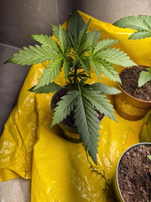 auto mix mikro grow. Week 3 - royal queen seeds mikro grow auto mix