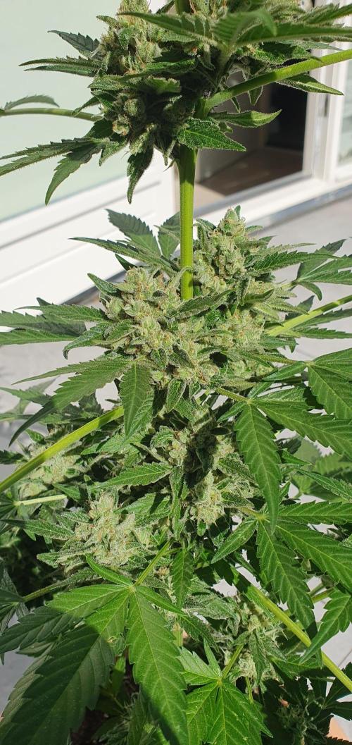 amnesia haze. Week 12 - zamnesia seeds amnesia haze auto