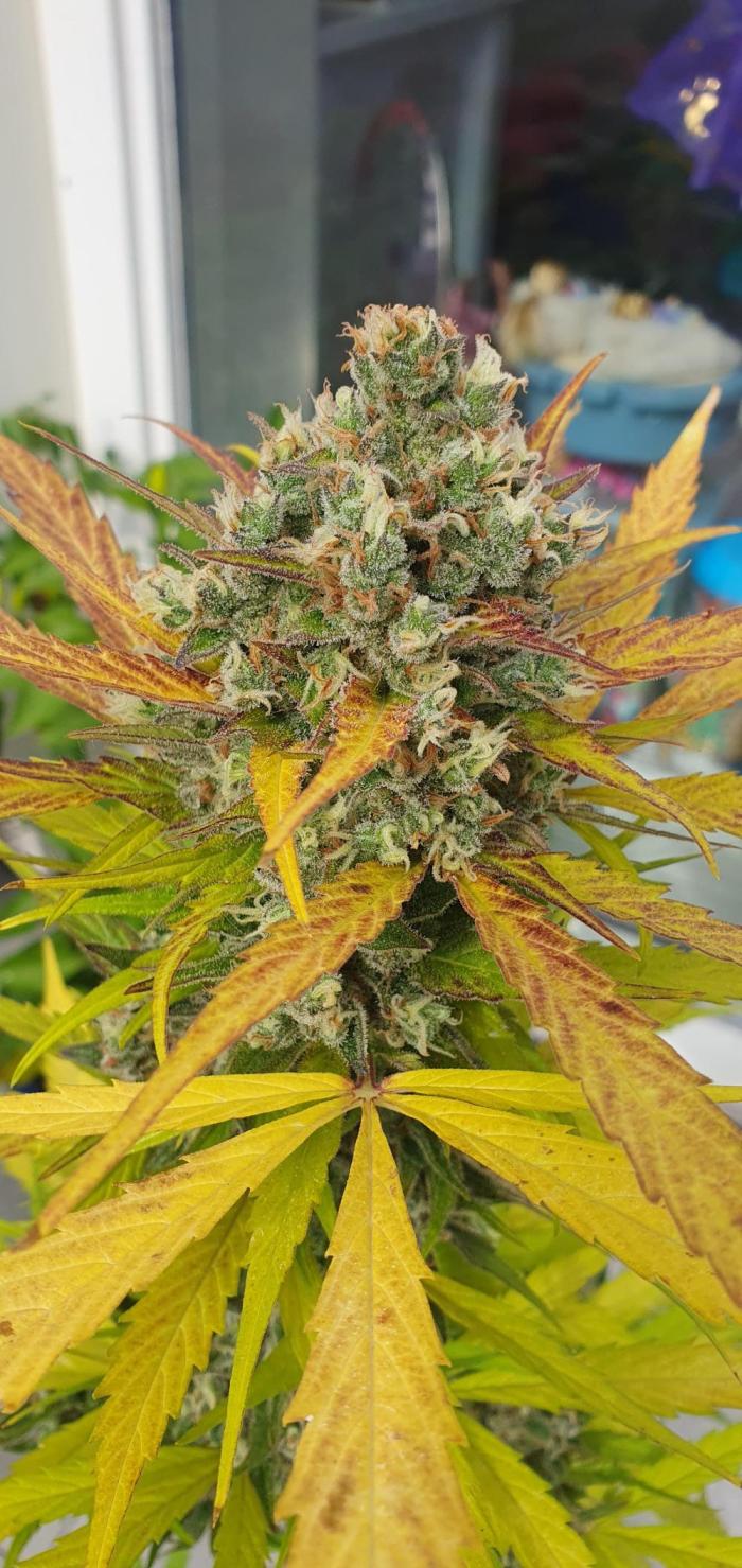 lemon kix. Week 13 - high thc good plant