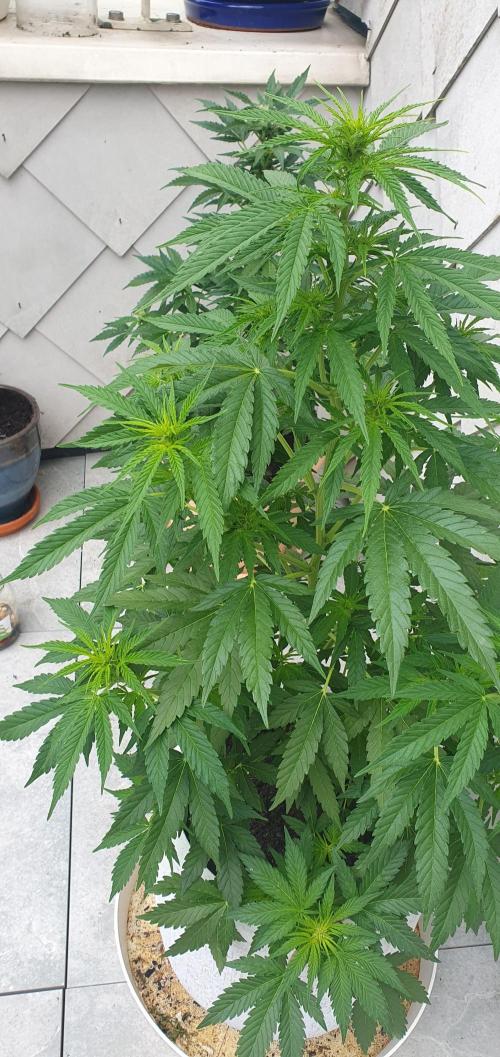 sensi seeds amnezia haze  auto. Week 14 - amnesia haze auto