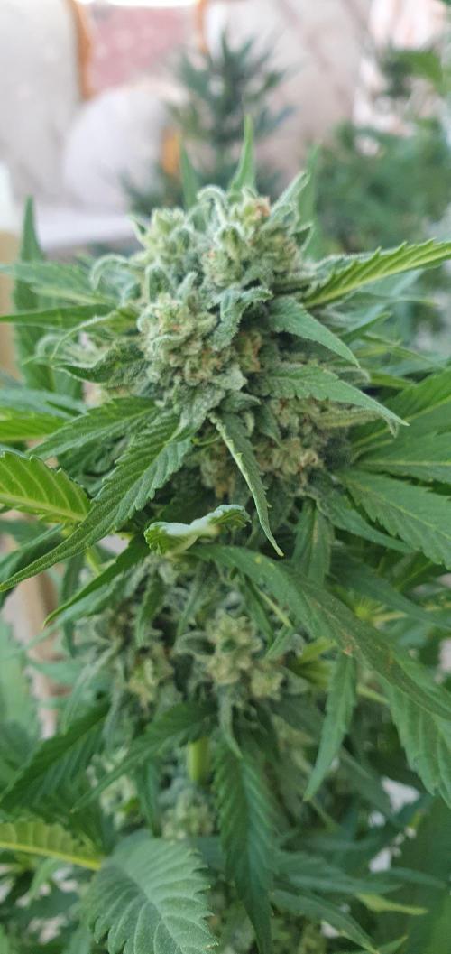 sensi seeds amnezia haze  auto. Week 14 - amnesia haze auto