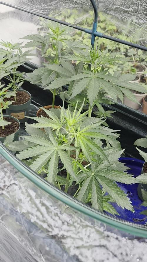 auto mix mikro grow
