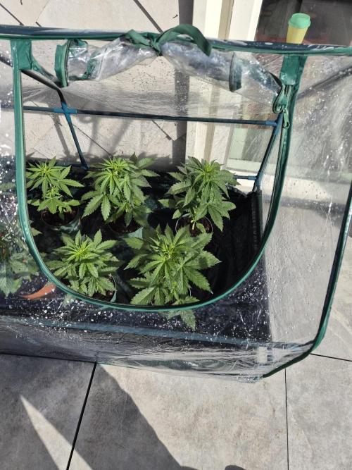 auto mix mikro grow. Week 4 - royal queen seeds mix auto flower mikro grow