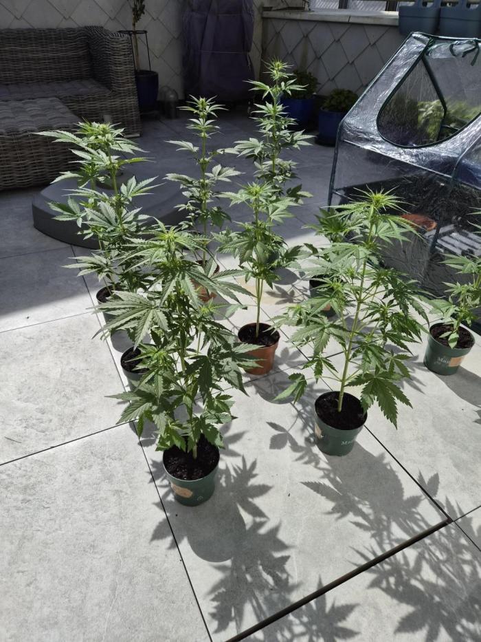 auto mix mikro grow. Week 5