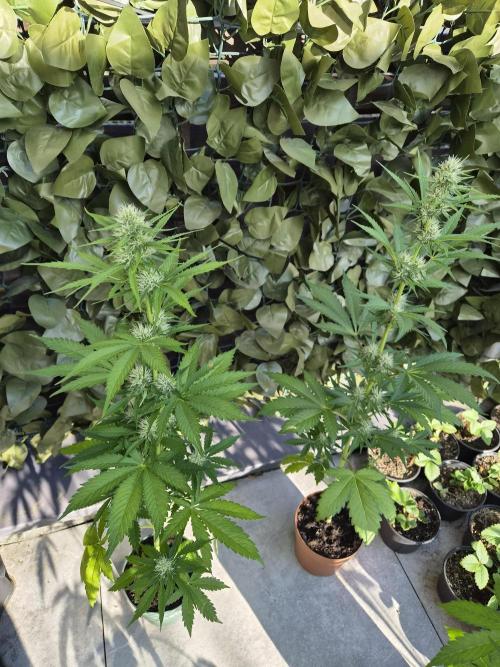 auto mix mikro grow. Week 6 - royal queen seeds mikro grow automatic 