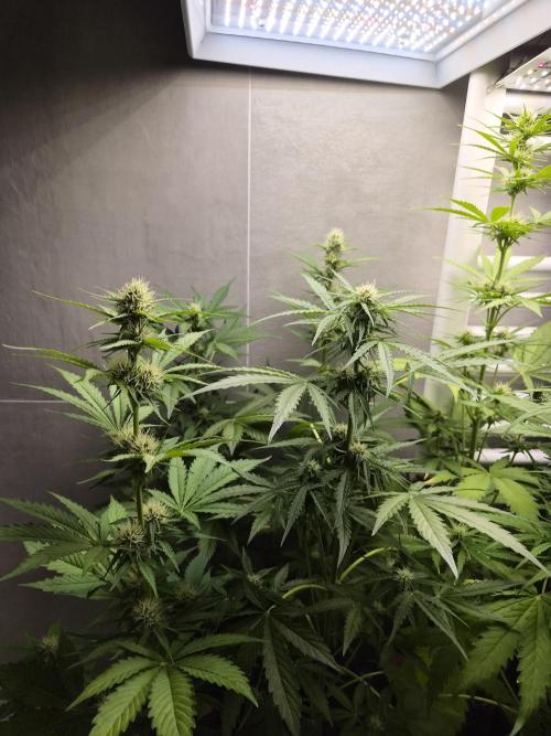 auto mix mikro grow. Week 6 - royal queen seeds mikro grow 