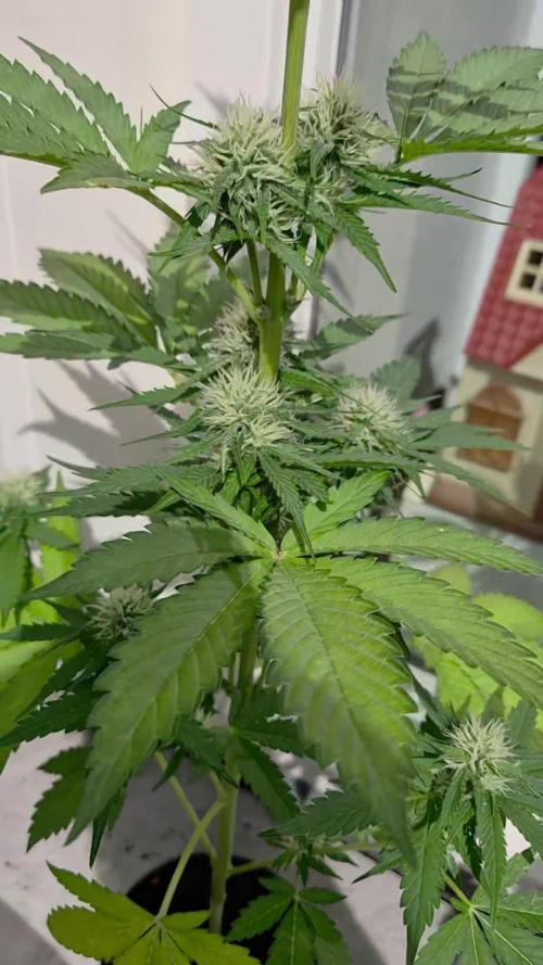 auto mix mikro grow