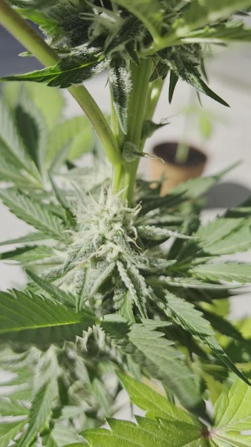 auto mix mikro grow